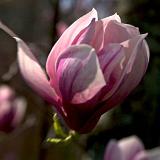 IMG_5010 - Version 2